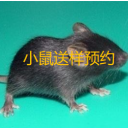 实验动物中心(小鼠)