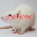 实验动物中心(大鼠)